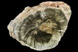 Triassic Woodworthia Petrified Log - Zimbabwe #180238-4